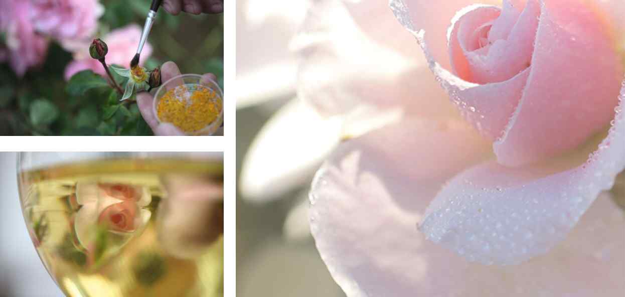 Dior Skincare
